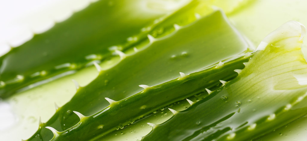 Aloevera on the table