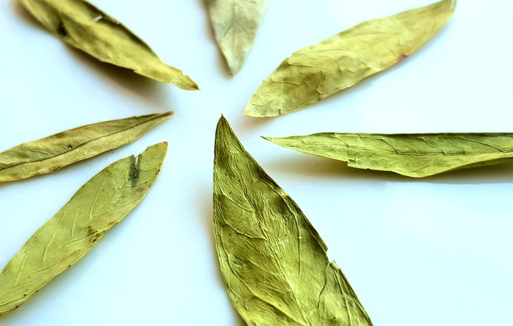 senna dry leaves