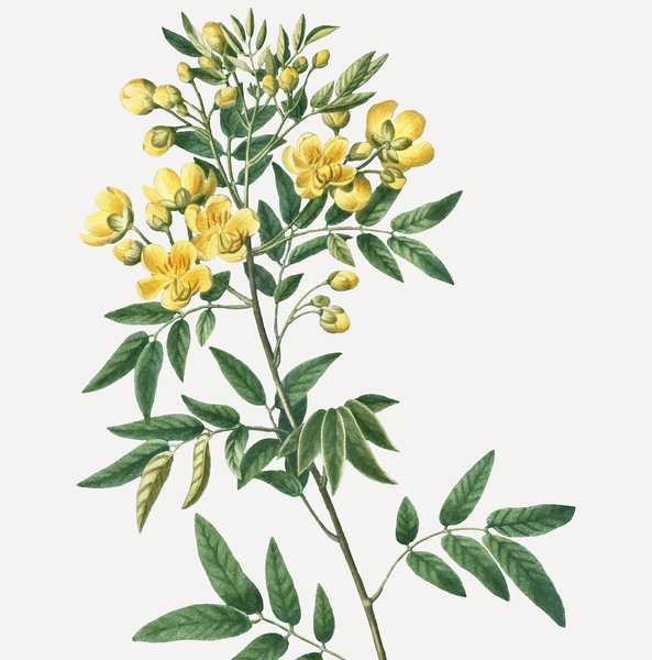 Vintage blooming argentine senna vector senna plant with flowers and leaves